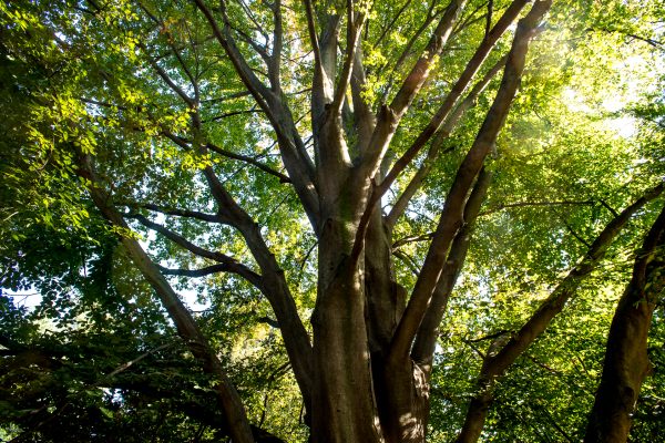 Ph. Alvise Crovato Alberi 3 (15)