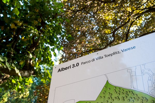 Ph. Alvise Crovato Alberi 3 (3)