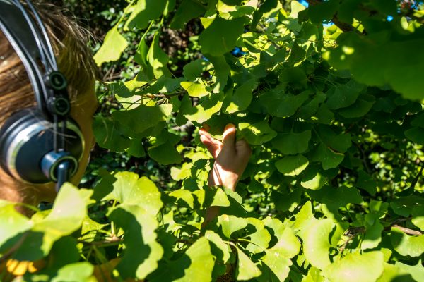 Ph. Alvise Crovato Alberi 3 (42)