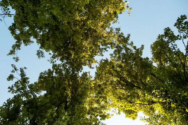 alberi