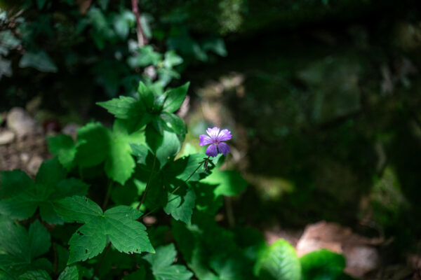 DSC_3876_WEB