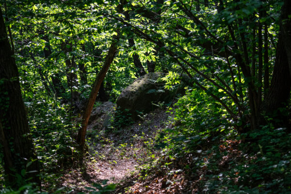 DSC_3885_WEB